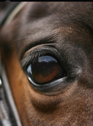 The Ultimate Guide to Grooming Your Horse: Tips for a Healthy and Happy Horse - Precisioncraft Laser